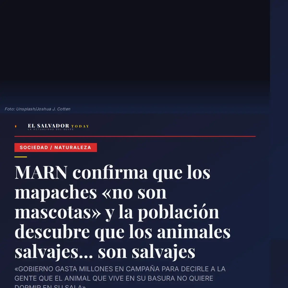 MARN confirma que los mapaches no son mascotas