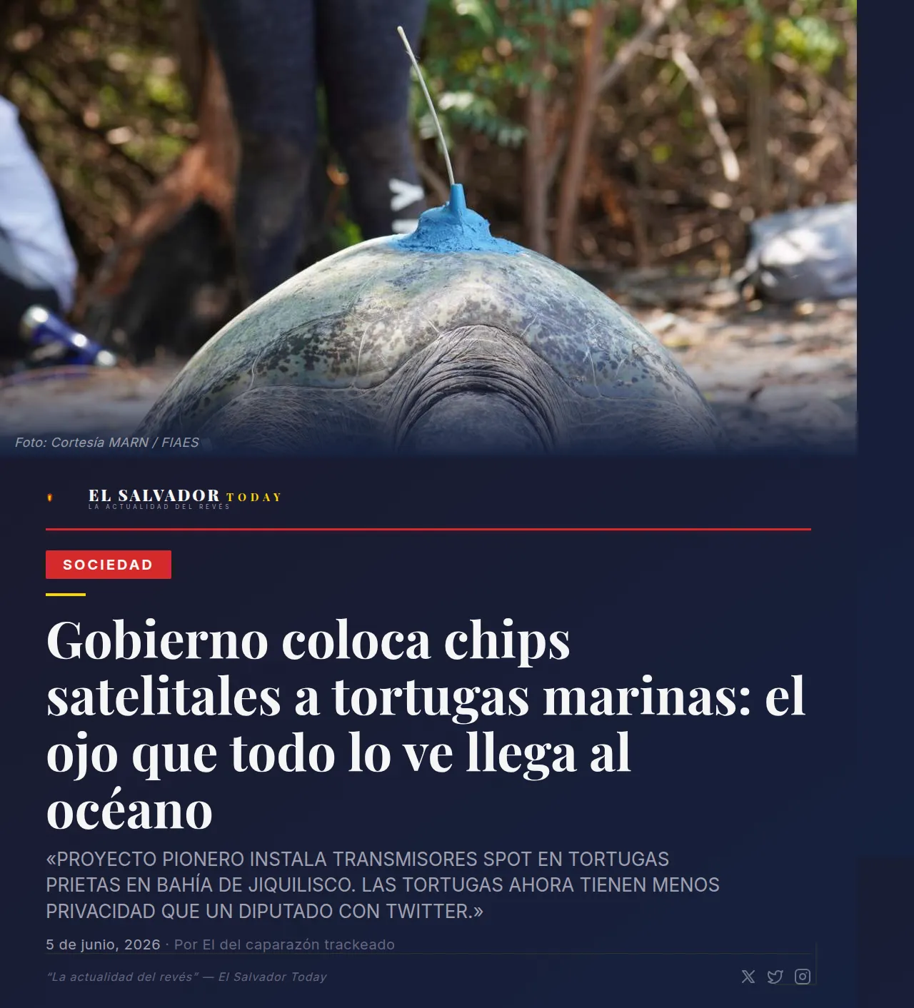 Tortuga prieta con transmisor satelital en Bahía de Jiquilisco